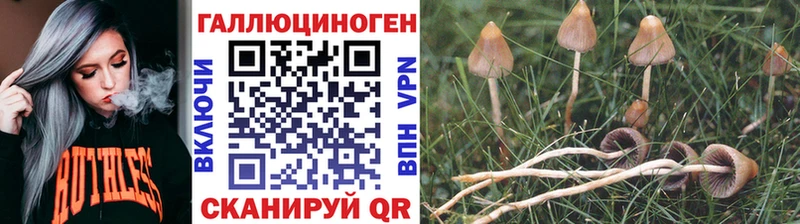 где купить   Котельнич  Псилоцибиновые грибы ЛСД 